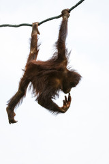 Fotobehang Aap Orang-oetan in tropische boom  © ABCDstock