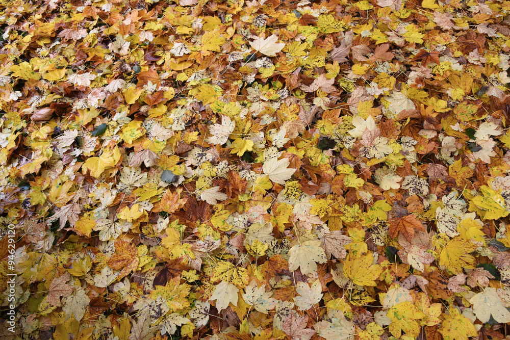 foglie colorate autunno letto di foglie cadute foglie colorate autunno letto di foglie cadute