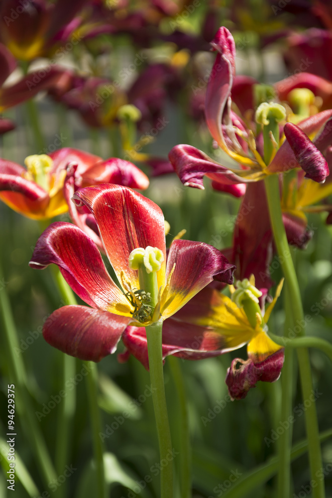 Naklejka premium Beautiful Daylilies in Spring in the Netherlands