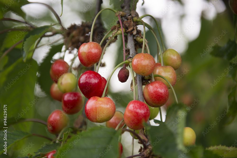 Cherries growing on a tree in Germany Cherries growing on a tree in Germany