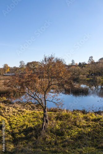 Autumn landscape with tree