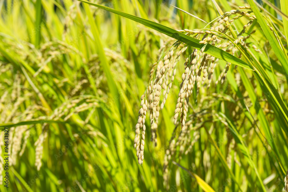Ear of rice Ear of rice
