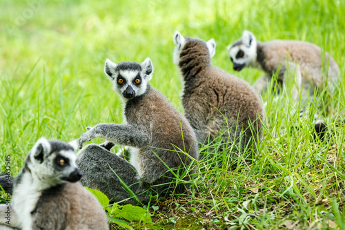 ring-tailed lemur family on the grass © ABCDstock