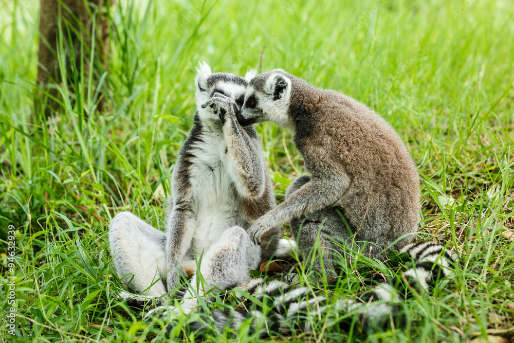 Two affectionate ring-tailed lemur Two affectionate ring-tailed lemur