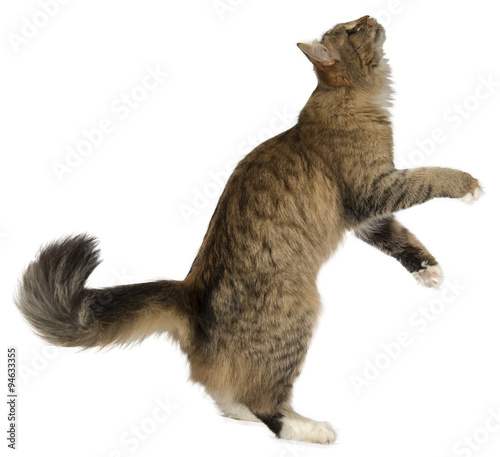 jumping cat kitten isolated on white background