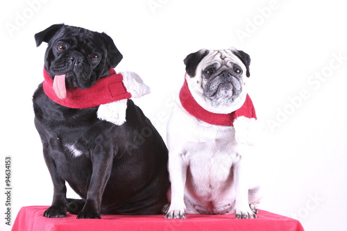 Zwei Möpse (schwarz - weiß) mit rotem Schal © Petra Eckerl