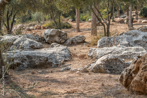 stones and trees in the Valley of the Cross in Jerusalem