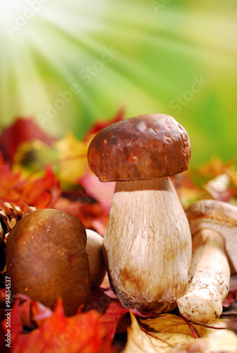 fresh porcini mushrooms on autumn leaves