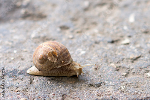 Moving snail on the ground close up