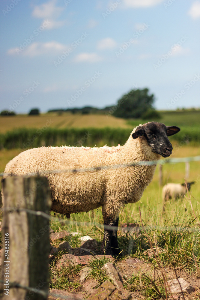 Fototapeta premium Schaf genießt die Sonne auf eingezäuntem Feld