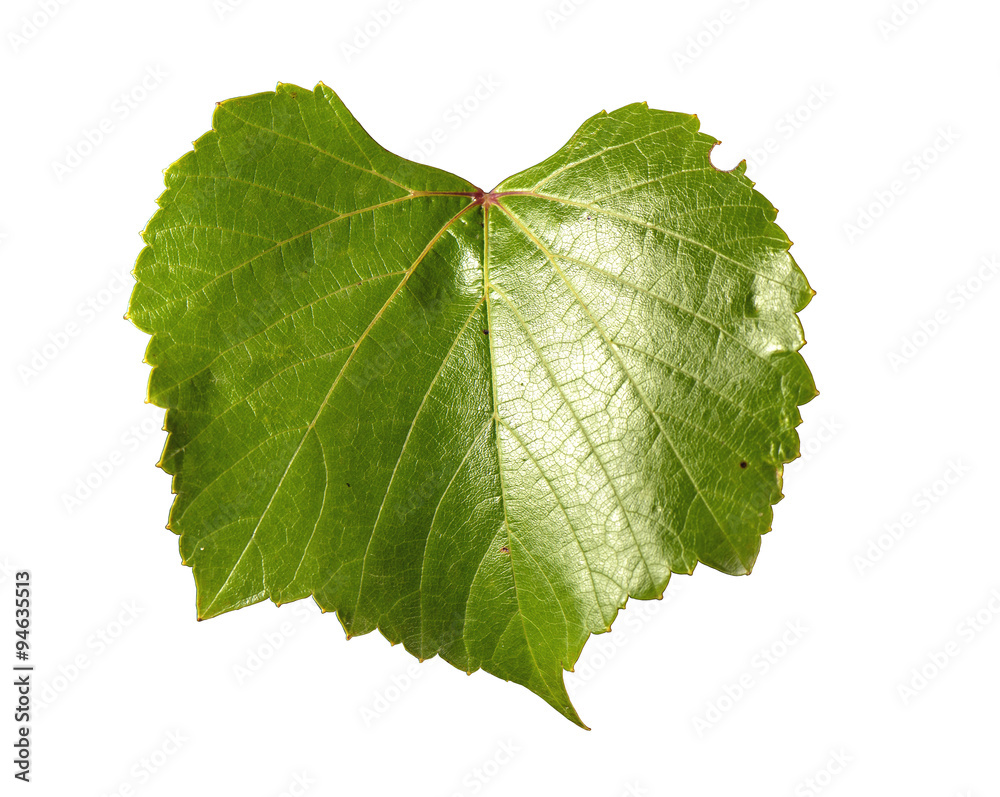 Green leaf isolated on white, close up Green leaf isolated on white, close up