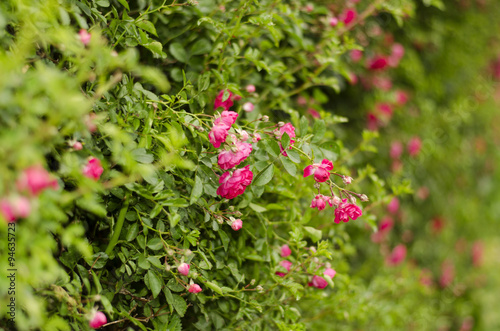 Wallpaper Mural Розовые бутоны чайной розы на кусте Torontodigital.ca