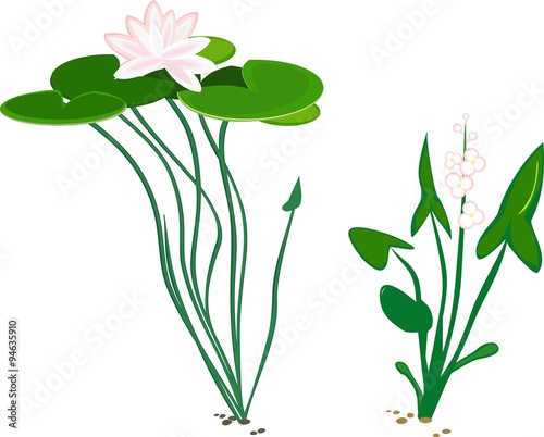 water plant duck potato and water lily