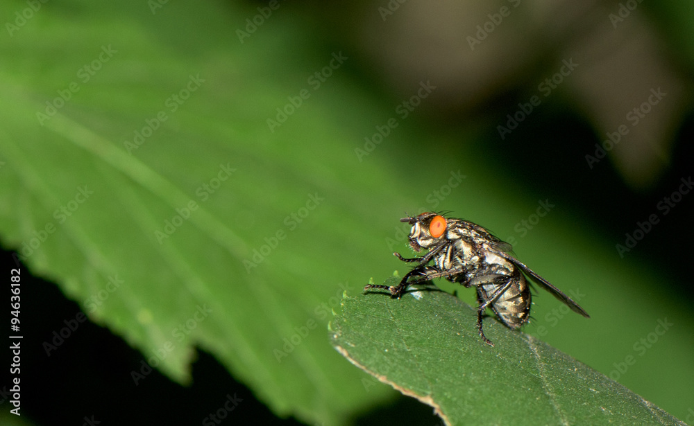 Fototapeta premium Fly on a green leaf, close up