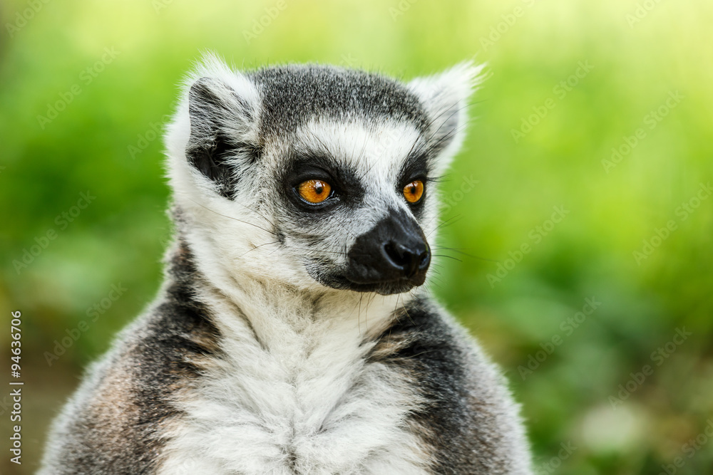 Obraz premium Lovely ring-tailed lemur face close up
