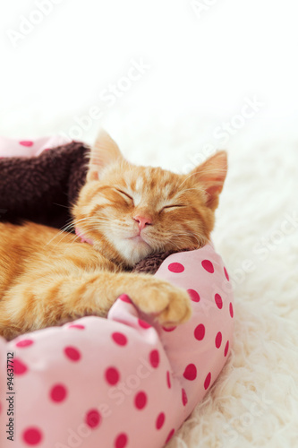 Fototapeta Naklejka Na Ścianę i Meble -  Kitten sleeping in the bed