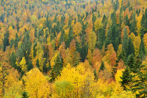 bright autumn forest