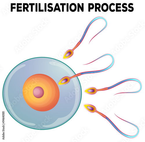 Diagram of fertilisation process