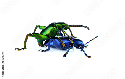 Scarab beetles are mating on a white background