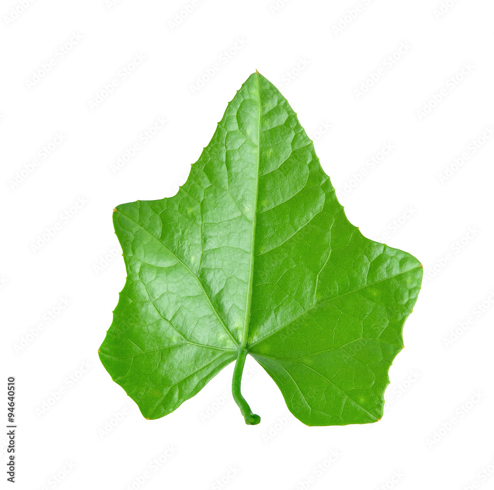 Fototapeta premium Ivy Gourd on white background