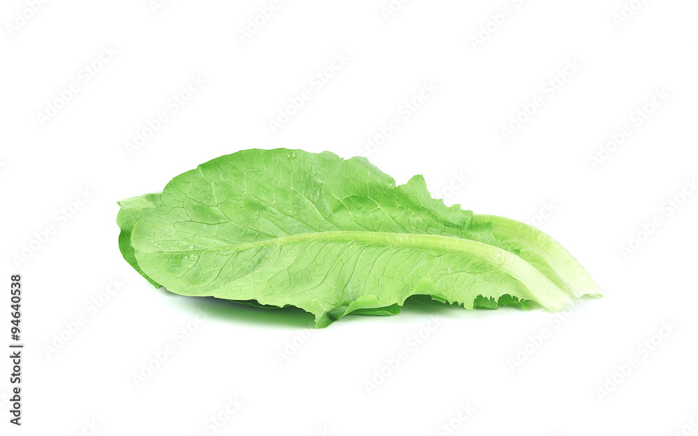 leaf fresh lettuce isolated on white background leaf fresh lettuce isolated on white background