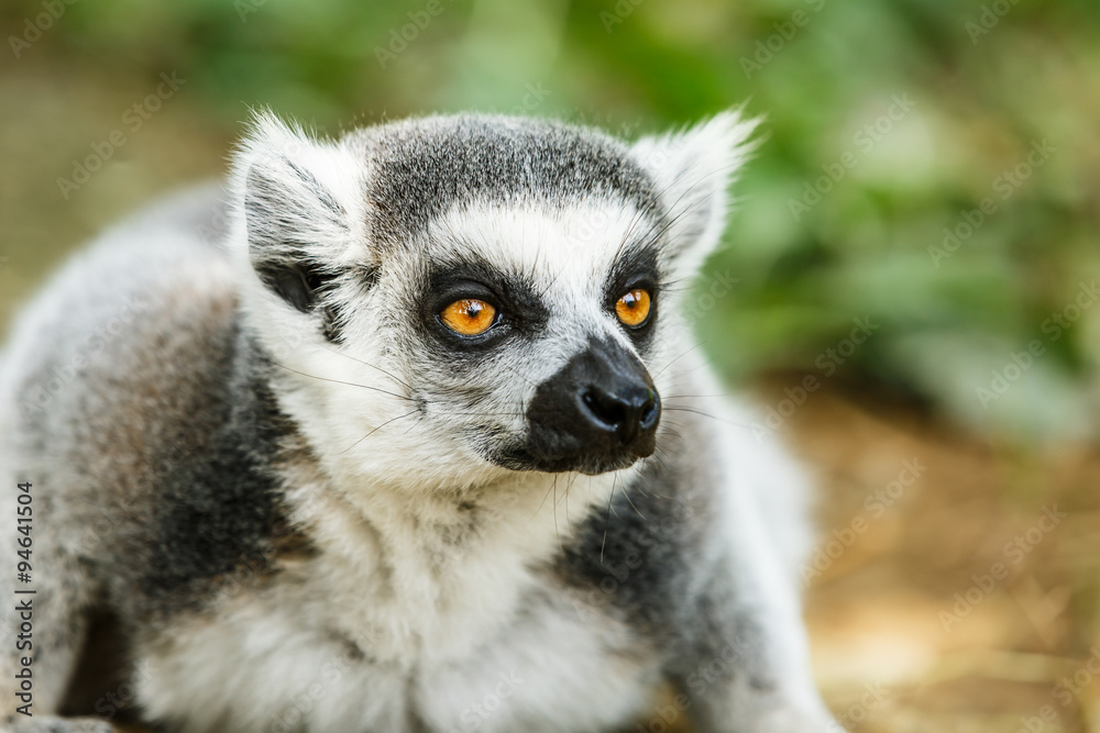 Obraz premium Lovely ring-tailed lemur face close up