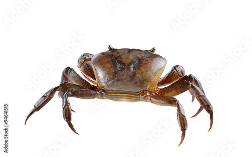 Male field crab on white background