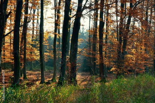 Herbstlicher Buchenwald © motivjaegerin1
