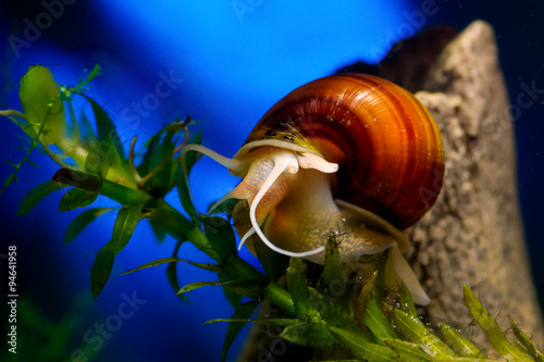 Улитка Ампулярия (Ampullariidae) на ярко голубом фоне. Аквариумная улитка, большая, среди пузырей воздуха. Коричневый панцирь. Почти прозрачные усы