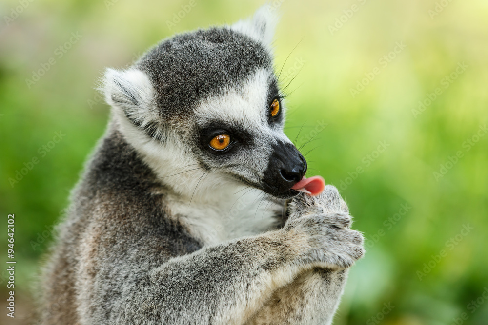 Obraz premium Lovely ring-tailed lemur face close up