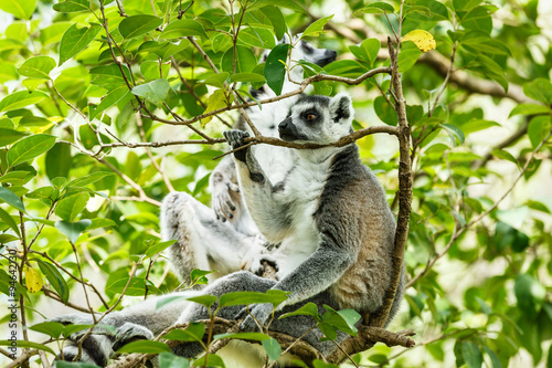 Ring-tailed lemur sleeping in the tree