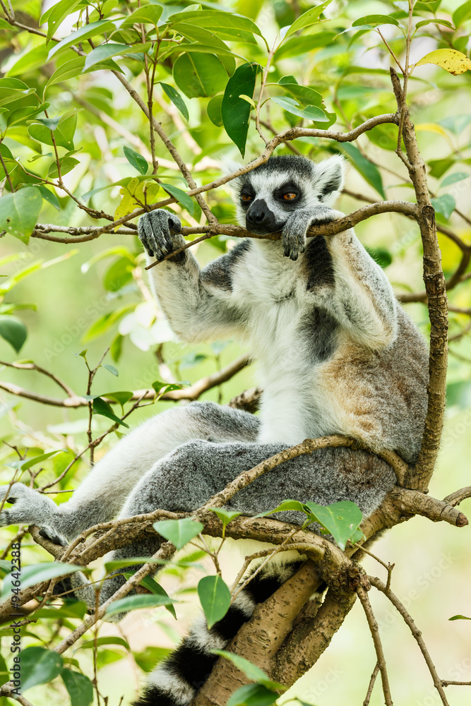 Fototapeta premium Ring-tailed lemur sleeping in the tree