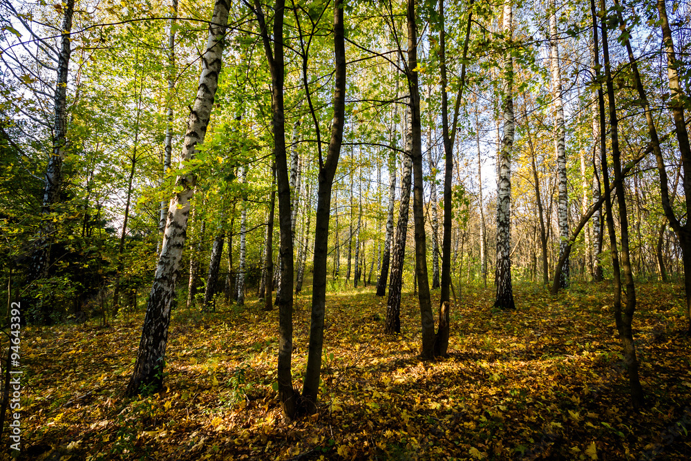 Fototapeta premium Beautiful autumn forest