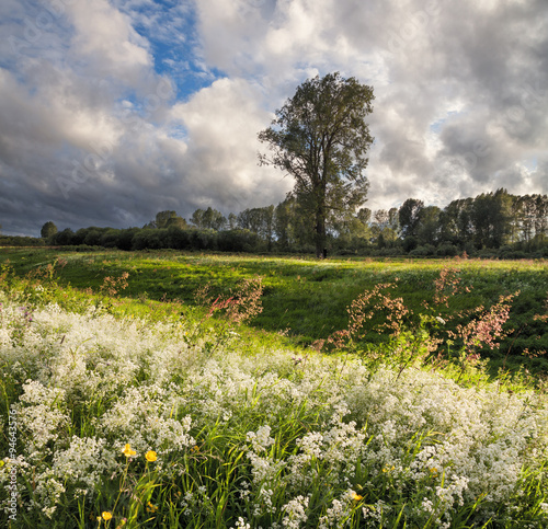 meadow with flowers