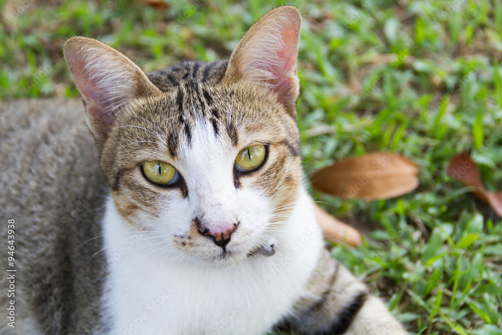 Pussy cat relax in the garden