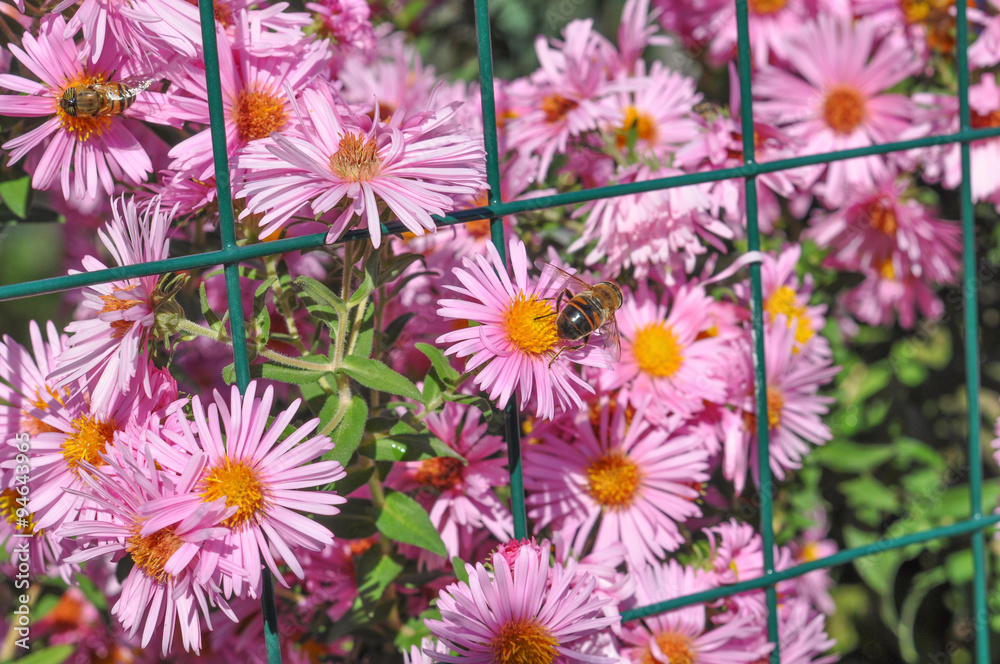 Pink daisy flower