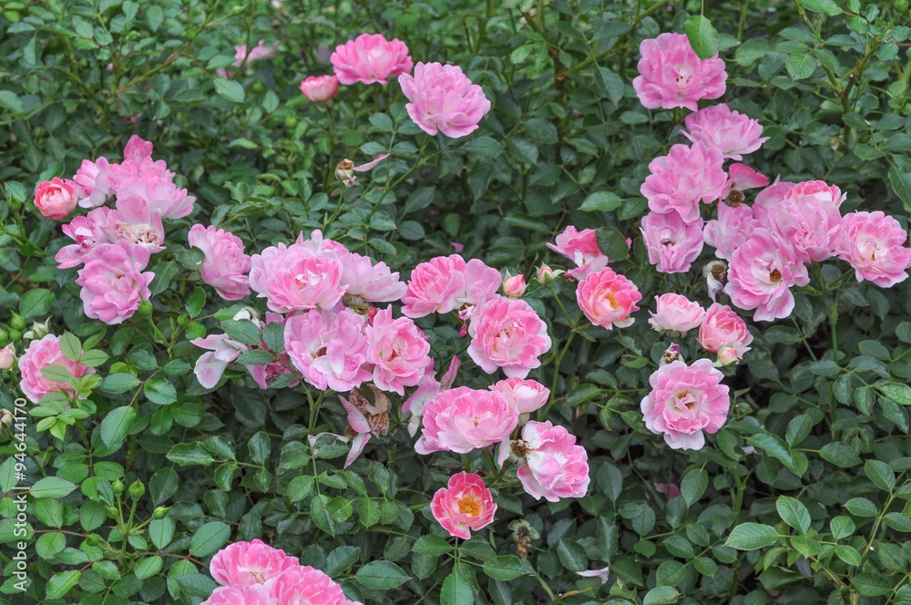 Pink rose flower Pink rose flower