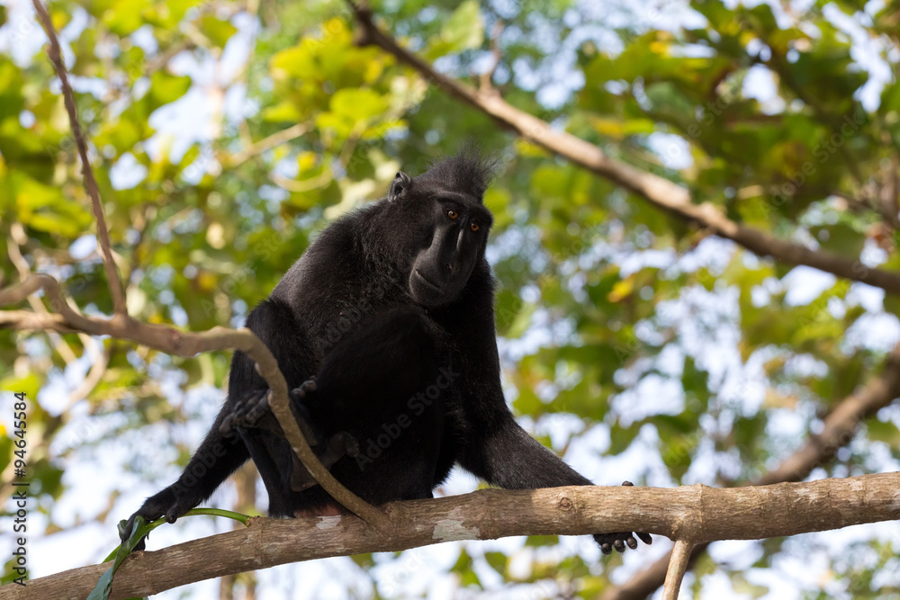 Obraz premium portrait of Celebes crested macaque, Sulawesi, Indonesia