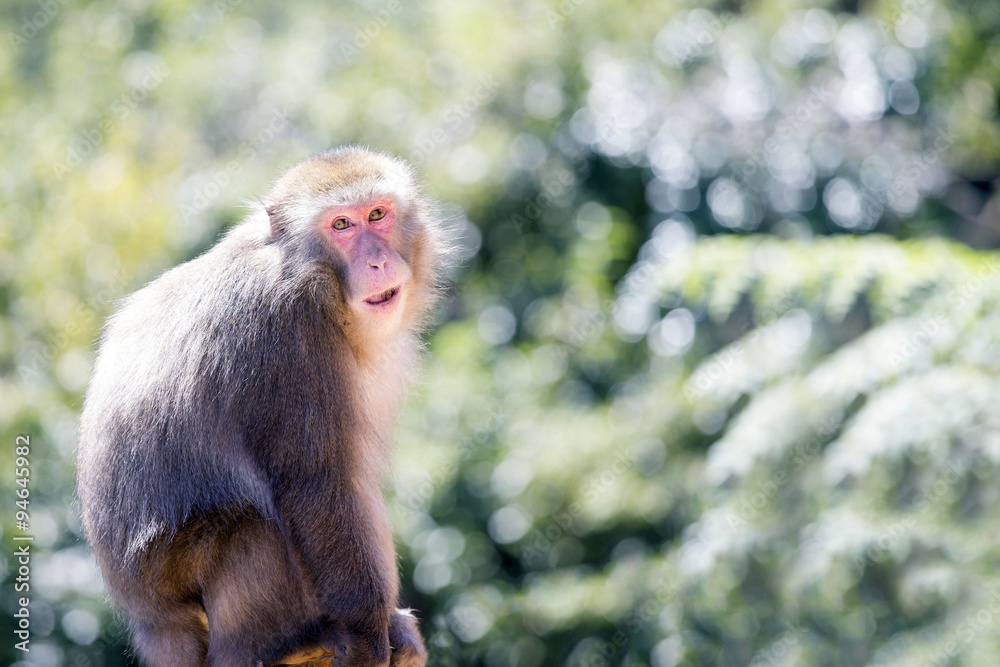Fototapeta premium 申年の正月