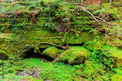 Virgin forest in the beginning of autumn, Ceske Svycarsko