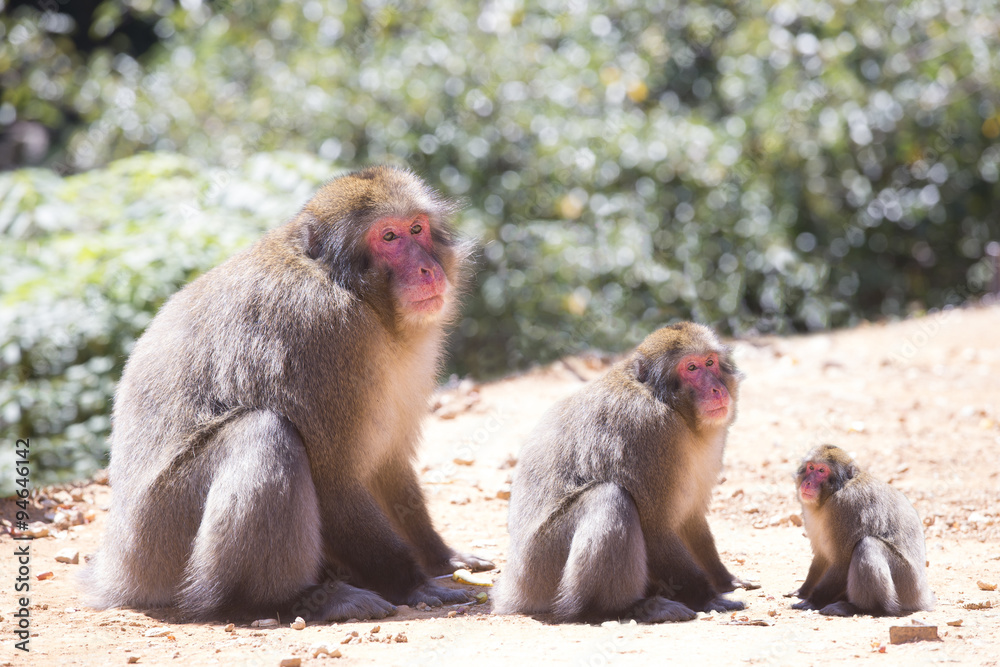 Fototapeta premium 申年の正月