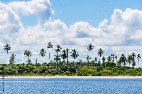 Palm trees in Morro de Sao Paulo, Brazil photo