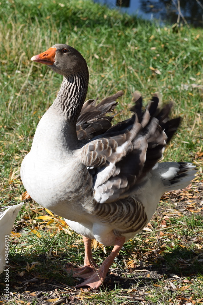 Domestic Goose Feathers