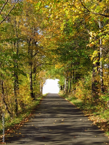 road leading through the tunnel of colorful trees in autumn