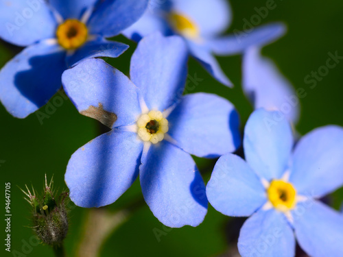 Forget me not flowers © pilat666