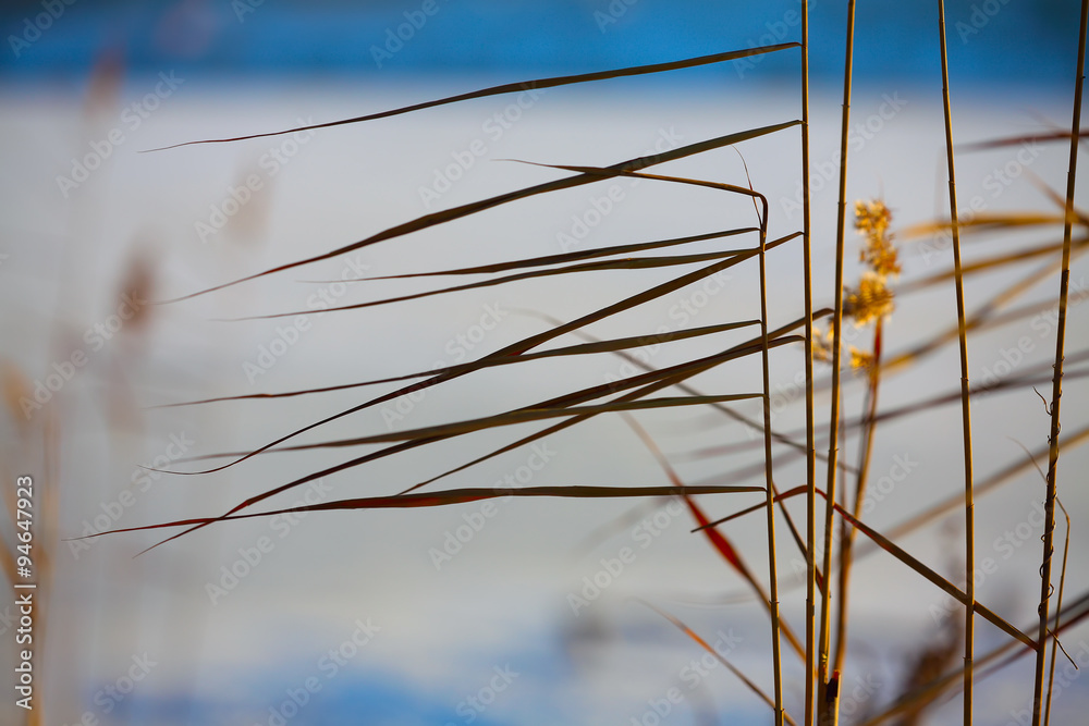 Obraz premium silhouette of reeds