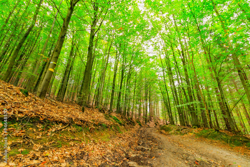 Obraz premium Virgin forest in the beginning of autumn, Ceske Svycarsko