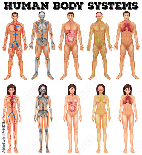 Body system of man and woman