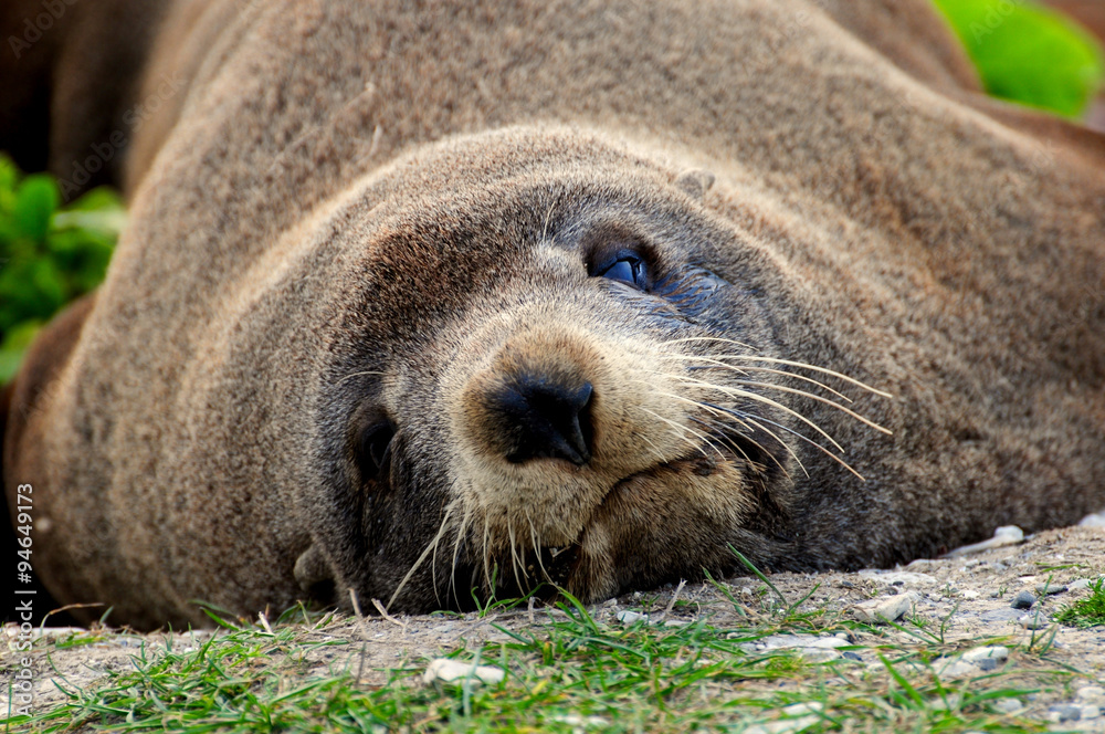 Fototapeta premium Lazy fur seal on the beach at Kaikura, Southern Islands, New Zealand