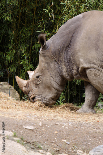 Breitmaulnashorn